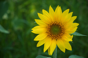 Single sunflower flower on a blurred background, close-up.