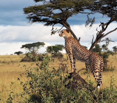 Closeup Shot Of An African Leopard