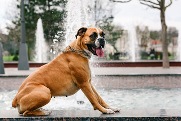 Boxer dog on the background of the fountain
