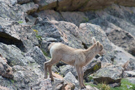 adorable bighorn lamb plays on moss speckled rocks