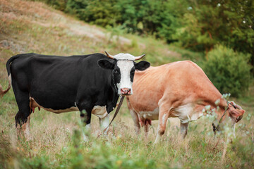 Two cows eat in the field. Simmental cow grazes peacefully in an open field.