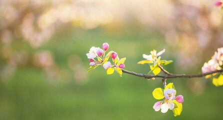 pink and white apple flowers in sunlight outdoor