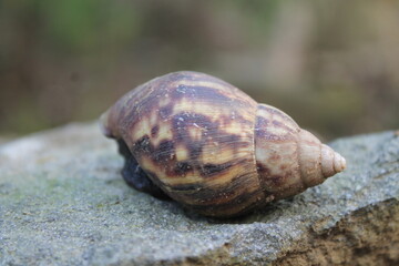 snail on a stone