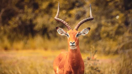 Fotobehang Mooie impala-antilope in een park © Hervé Maniraguha/Wirestock