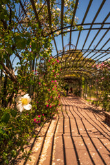 Flores rosas en el Rosedal del Prado en Montevideo (Uruguay)