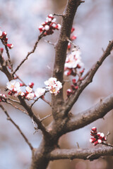 Spring