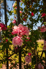Flores rosas en el Rosedal del Prado en Montevideo (Uruguay)