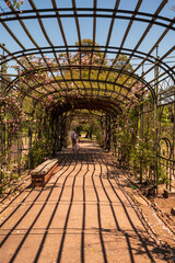 Flores rosas en el Rosedal del Prado en Montevideo (Uruguay)