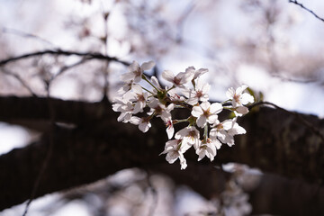 Close-up of cherry blossoms passing through backlight in front of dark branches