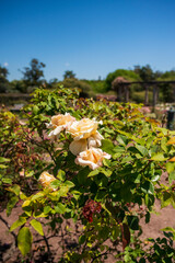 Flores rosas en el Rosedal del Prado en Montevideo (Uruguay)