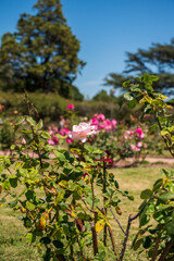 Flores rosas en el Rosedal del Prado en Montevideo (Uruguay)