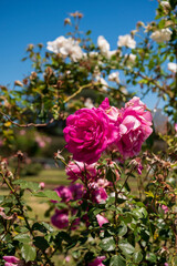Flores rosas en el Rosedal del Prado en Montevideo (Uruguay)