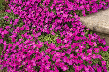 Aubriette, aubrieta deltoidea
