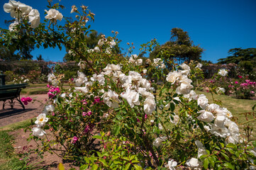Flores rosas en el Rosedal del Prado en Montevideo (Uruguay)
