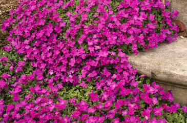 Fototapeta premium Aubriette, aubrieta deltoidea