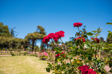 Flores rosas en el Rosedal del Prado en Montevideo (Uruguay)