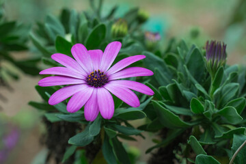 osteospermum, pink, purple african daisy, also called blue eyed daisy or cape daisy flower, grows in cool summer climate