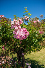 Flores rosas en el Rosedal del Prado en Montevideo (Uruguay)
