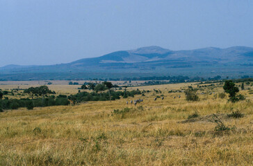 Fototapeta na wymiar Savane arbustive, Parc national, Masai Mara, Kenya