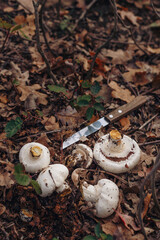 Cut fresh champignons heap, knife on dry leaves. Autumn seasonal mushrooms hunting. Vegetarian food alternative. Close up, vertical shot