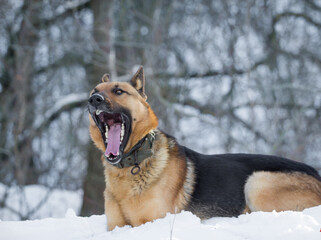 German Shepherd