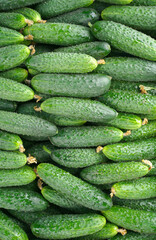 background with freshly harvested green cucumbers
