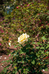 Flores rosas en el Rosedal del Prado en Montevideo (Uruguay)