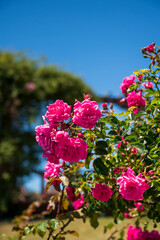 Flores rosas en el Rosedal del Prado en Montevideo (Uruguay)