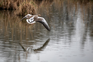 goose in flight