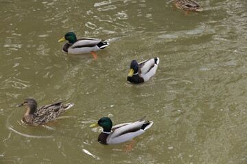 wild ducks swim on the lake in winter