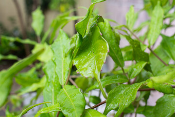 green plant leaf  nature  leaves fresh garden
vegetable growth