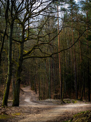 Spring. A path in the forest, bare oak in the foreground
