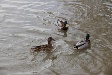 wild ducks swim on the lake in winter