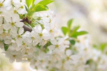 Flowering cherry against a blue sky. Cherry blossoms. Spring background.