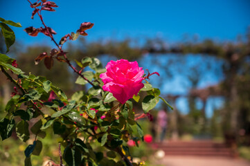 Flores rosas en el Rosedal del Prado en Montevideo (Uruguay)