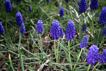 flowers in the garden