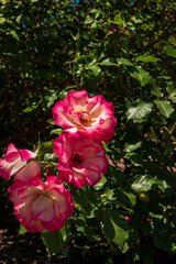 Flores rosas en el Rosedal del Prado en Montevideo (Uruguay)