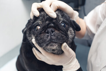 veterinarian in the clinic examines the pug's nose. Care and hygiene of folds and nose in...