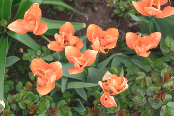 Orange Tulip field in spring with a orange . Top down shot.