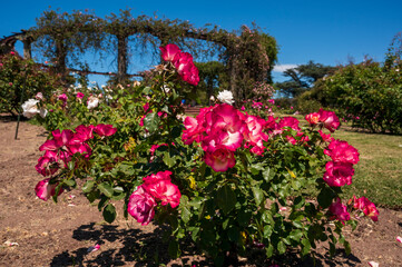 Flores rosas en el Rosedal del Prado en Montevideo (Uruguay)