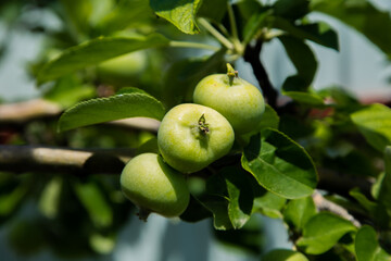 Green apples grow on a tree branch surrounded by foliage