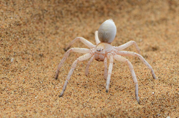 Closeup of the dancing white lady or wheel spider Carparachne cf. alba (Araneae: Sparassidae), a...