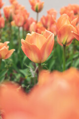 Orange Tulips in spring with a orange bokeh in the foreground. Vertical format.