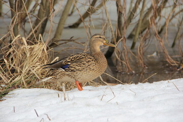 wild duck in the snow in winter looking for food