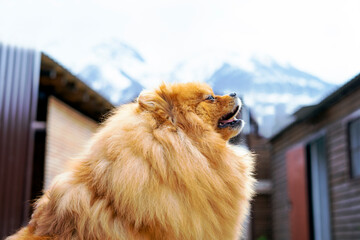 portrait of a dog