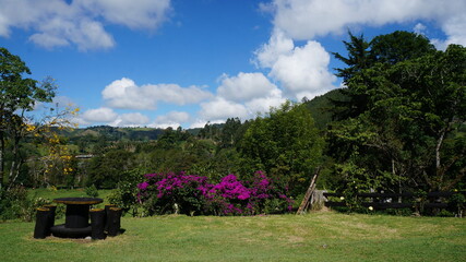 jardin y montañas con flores