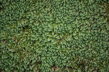 Green moss carpet, background texture