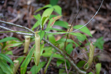 Nepenthes flower in Krabi province, Thailand - 428632613