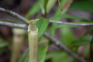 Nepenthes flower in Krabi province, Thailand - 428632635