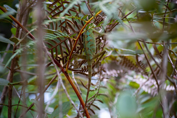 Beautiful Calotes lizard in the greens - 428632664